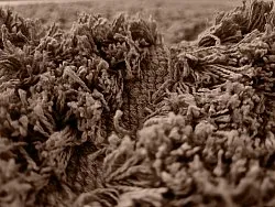 Ryatæpper - Kendra Natural Cotton Shaggy (brun)