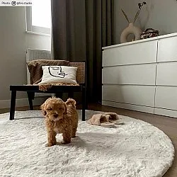 Runde tæpper - Cloud Super Soft (offwhite)