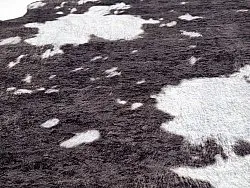 Wilton-tæppe - Valetta (sort/hvid)