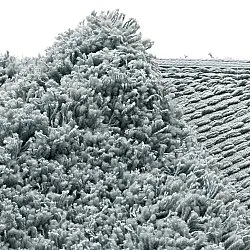 Rundt tæppe - Combarro Solid Cotton Shaggy (lyseblå)